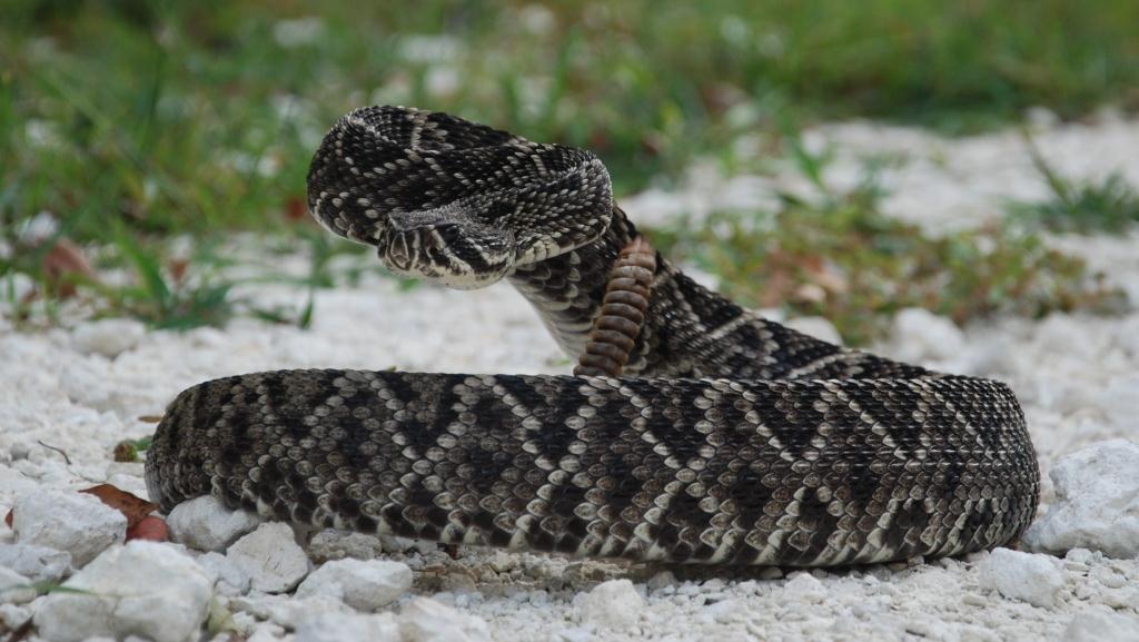 Picture of a rattlesnake