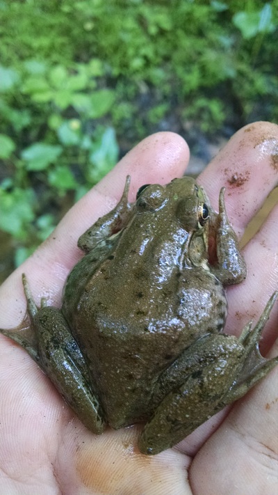 Picture of Green Frog in hand.