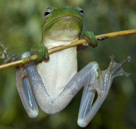 Picture of frog.
