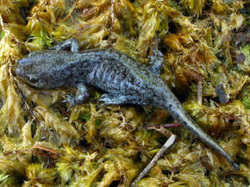 Picture of a salamander.