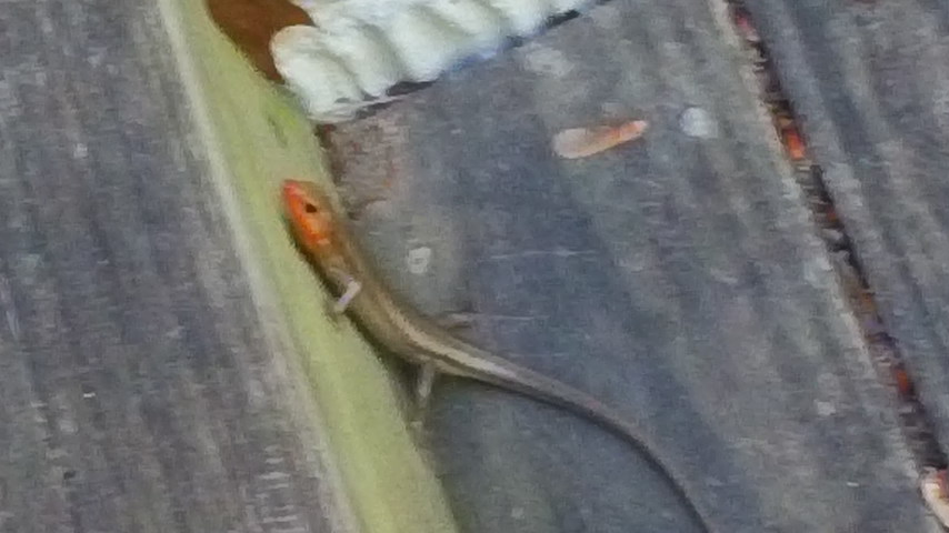 Picture of lizard.