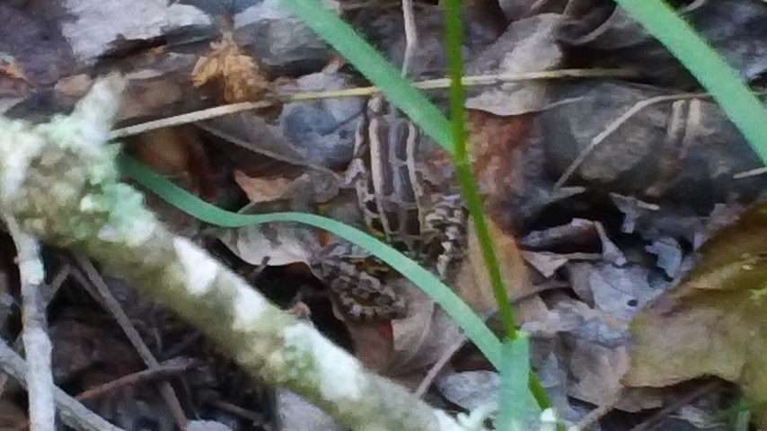 Picture of pickerel frog.