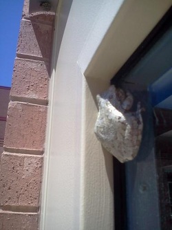 Picture of gray treefrog on window.
