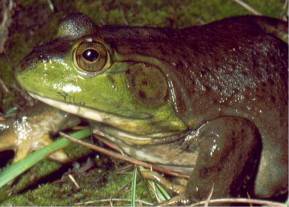 Picture of bullfrog.