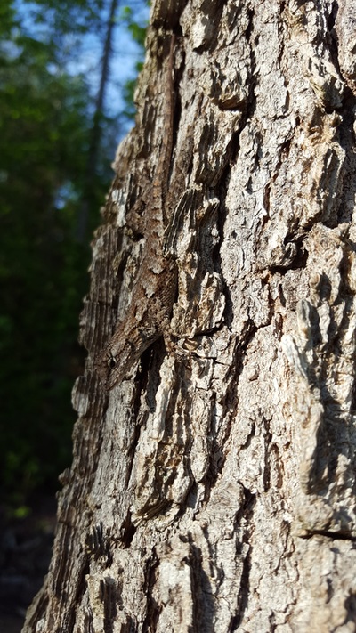 Picture of Fence Lizard.