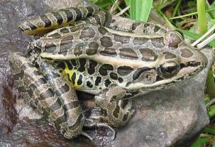 Picture of Pickerel Frog.