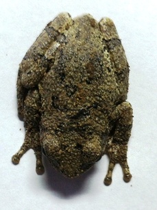 Picture of a treefrog