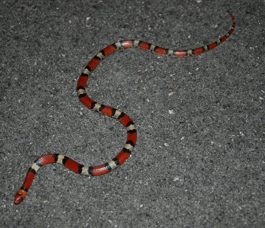 Picture of a scarlet snake