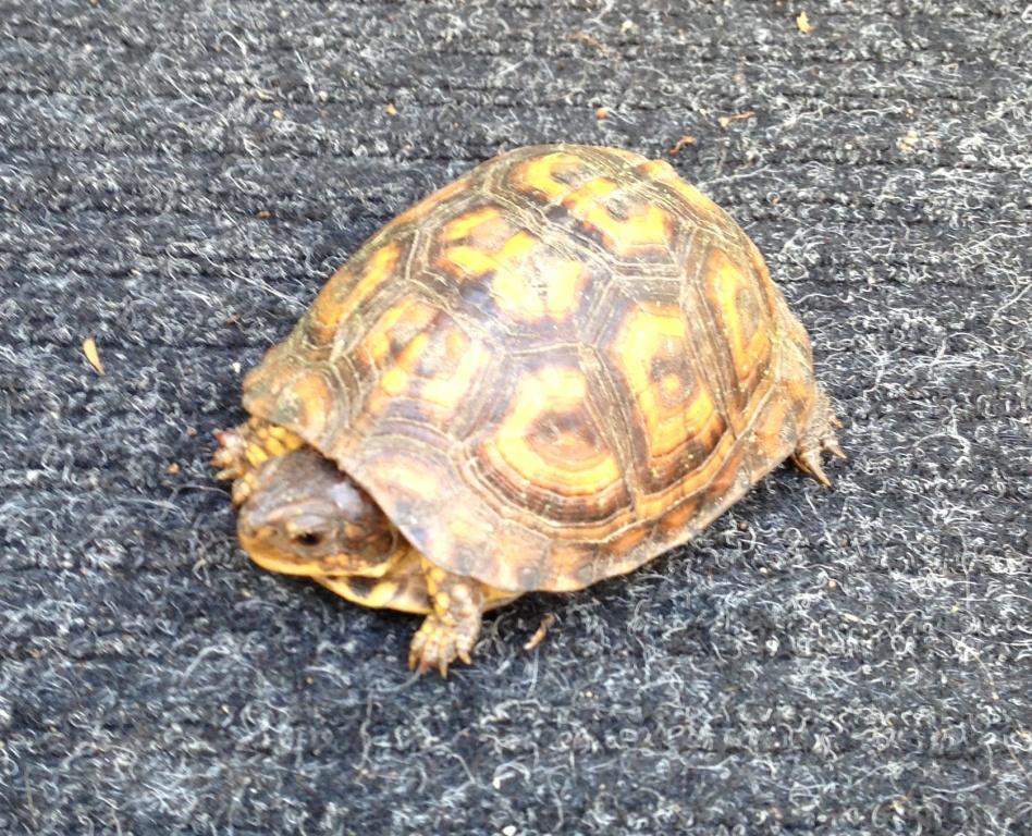 Picture of box turtle.