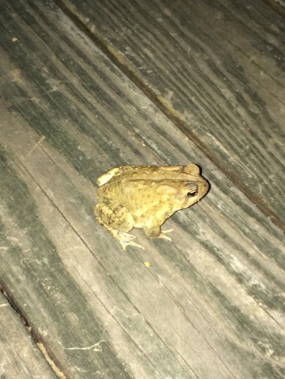 Picture of Toad.