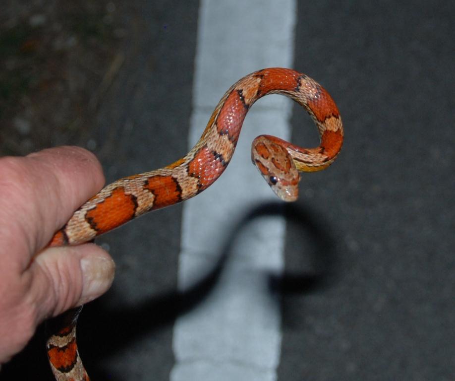 Picture of a corn snake