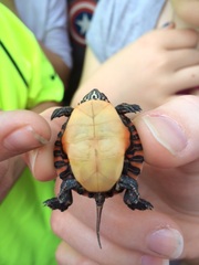 Picture of baby turtle.