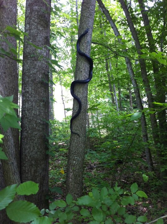 Picture of snake climbing a tree.