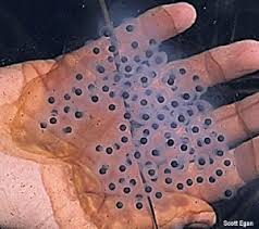 Picture of frog eggs