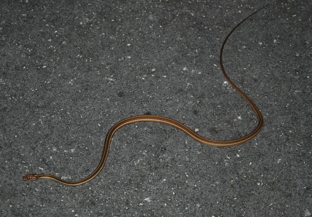 Picture of a ribbon snake