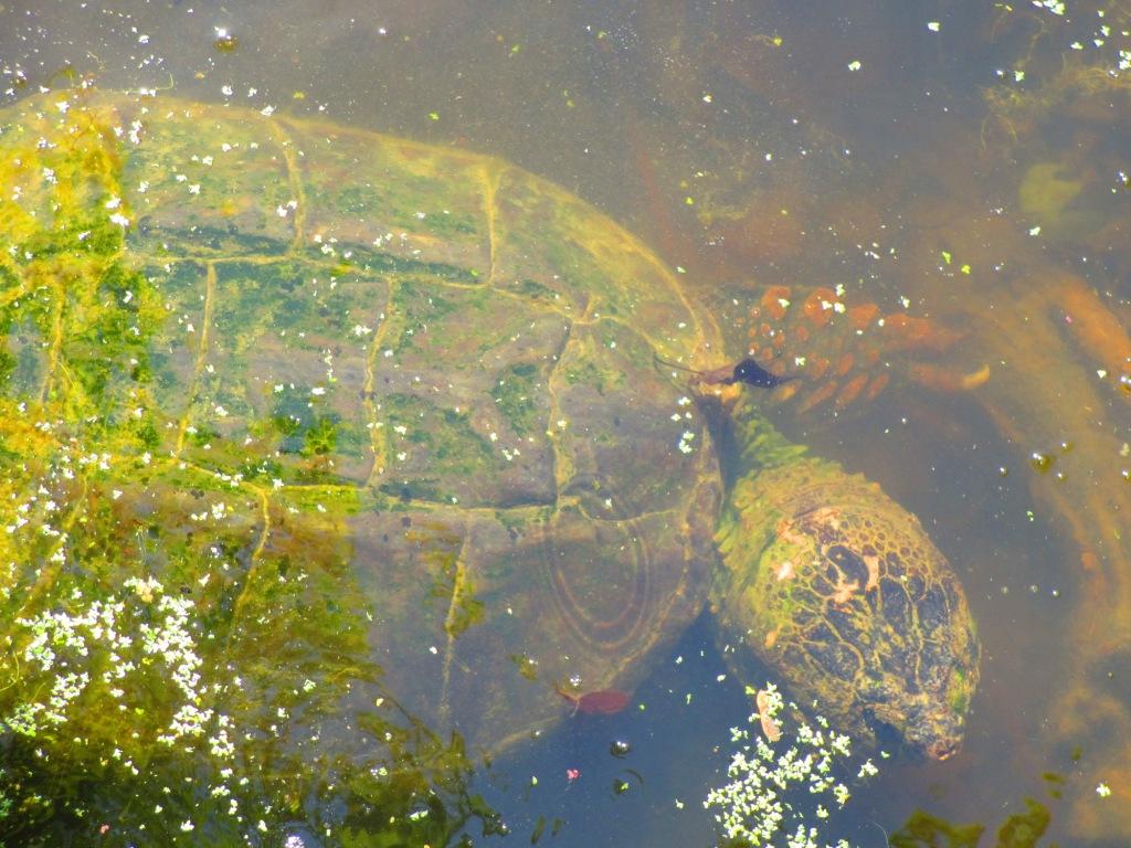 Picture of a snapping turtle in water.