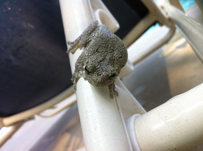 Picture of Gray Treefrog.