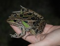 Picture of large frog