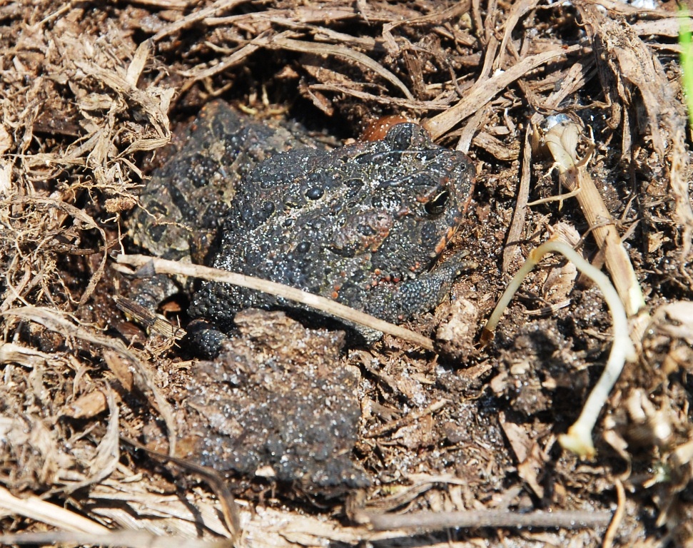 Picture of a toad