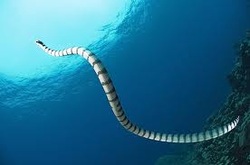Picture of a sea ssnake in the ocean