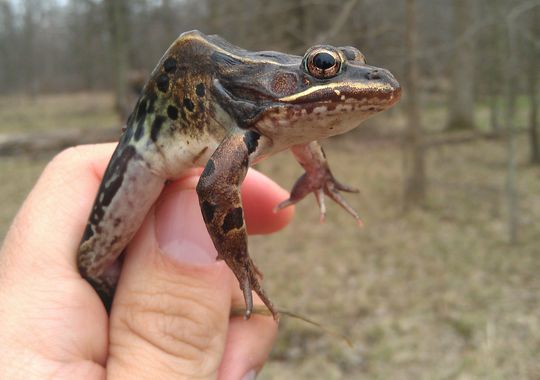 Picture of frog in hand.