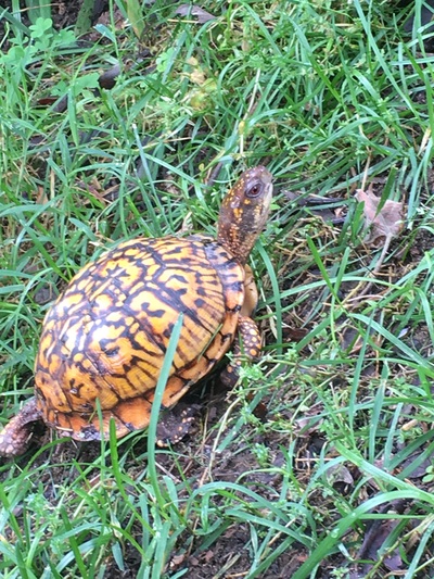 Picture of Box Turtle.