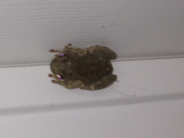 Picture of a treefrog.