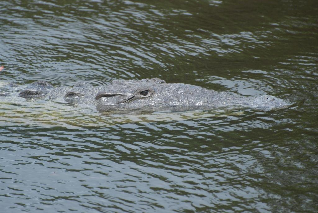 Picture of crocodile