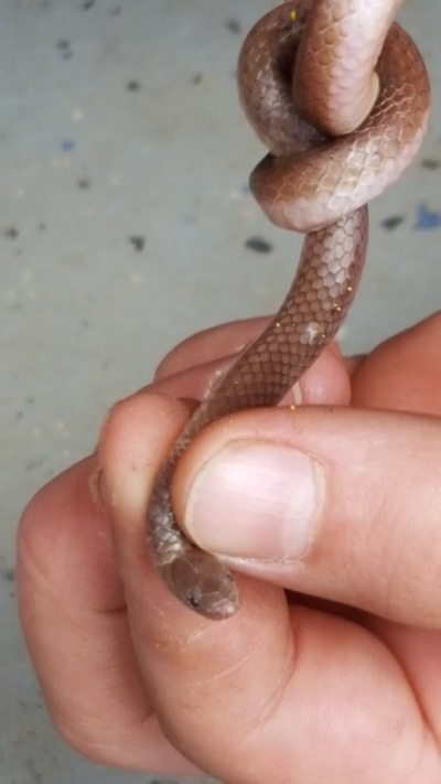 Picture of Worm Snake.