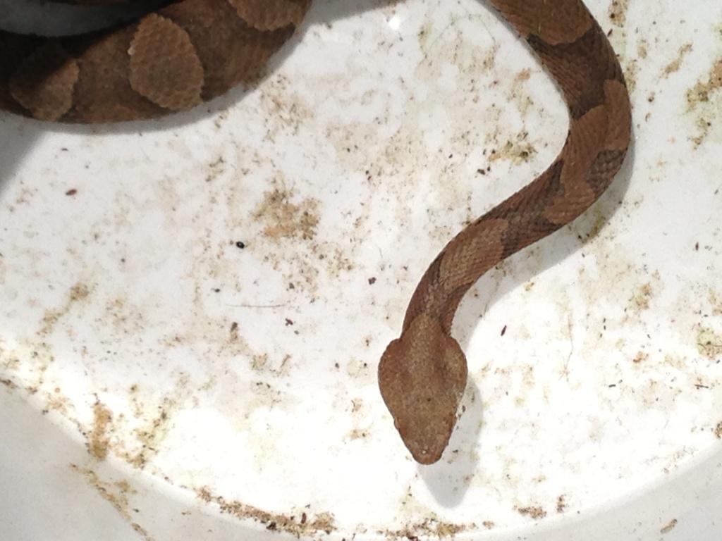 Picture of Copperhead snake