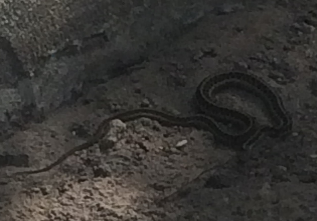 Picture of garter snake.