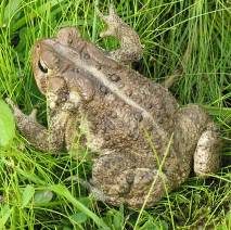 Picture of American Toad.