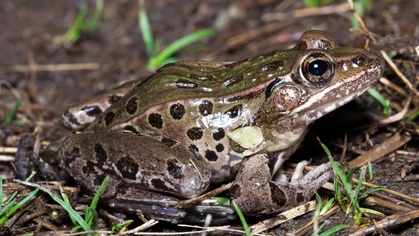 Picture of frog.