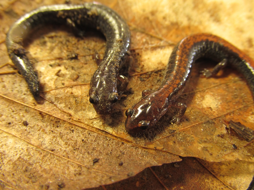 Picture of two salamanders.