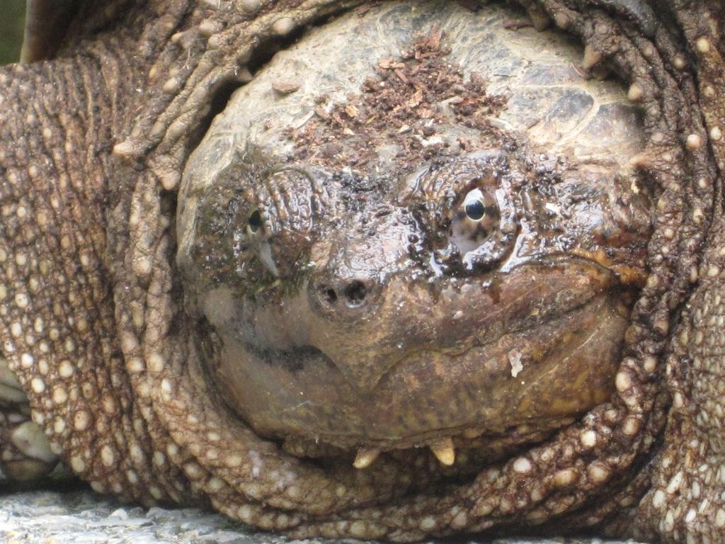 Picture of a snapping turtle.