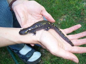 Picture of a spotted salamander.