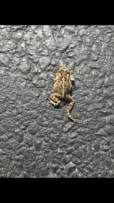 Picture of Toad.