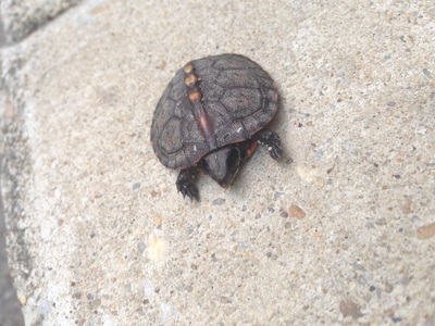 Picture of baby turtle.