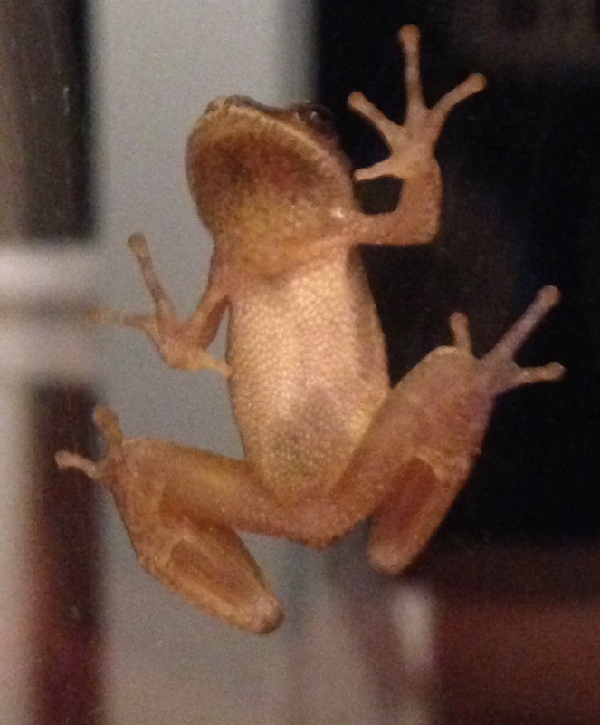 Picture of treefrog on window.