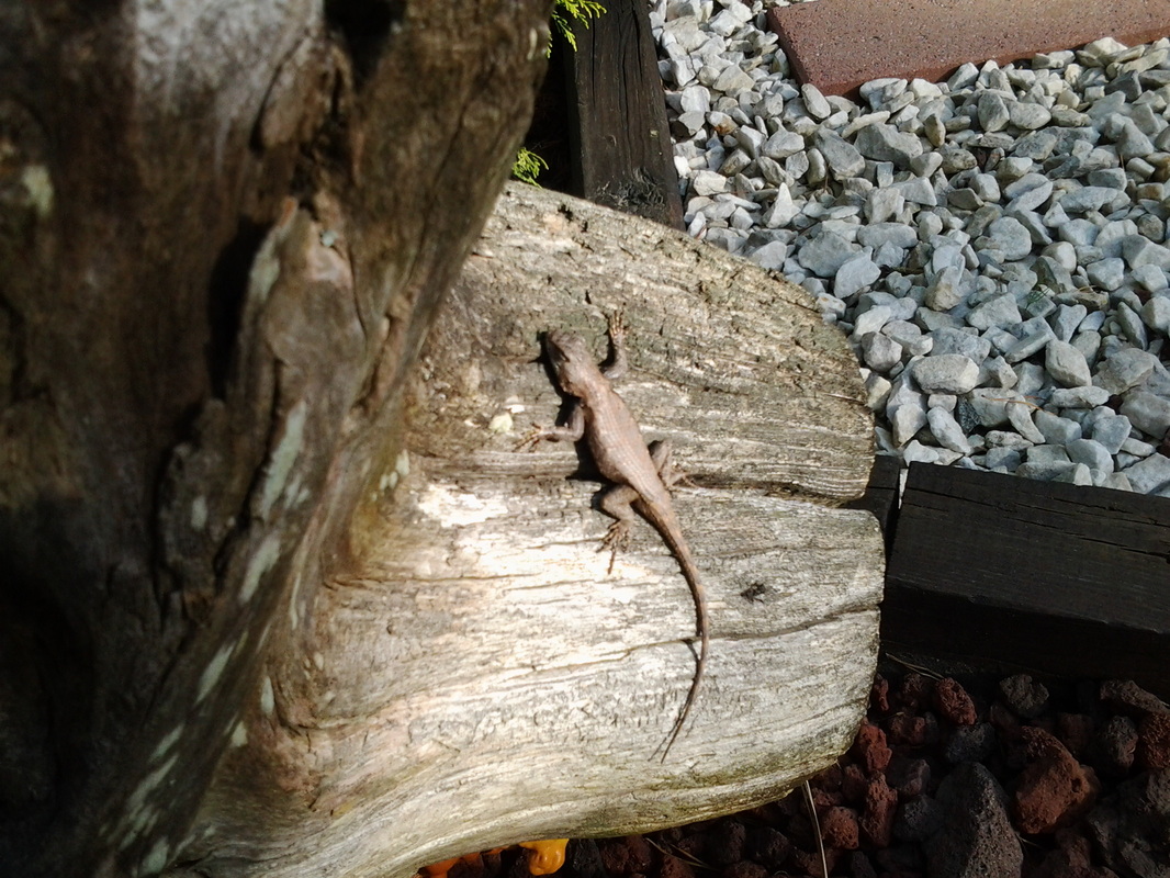 Picture of lizard.