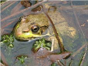 Picture of green frog.