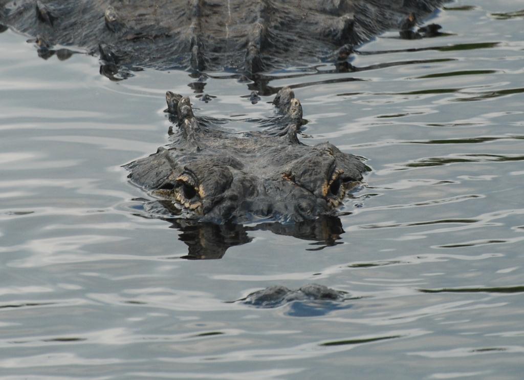 Picture of an alligator
