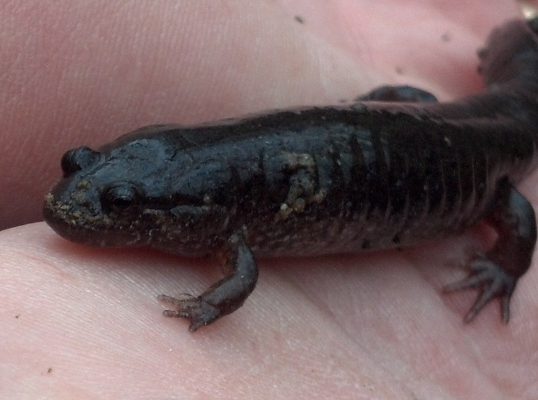 Picture of salamander.