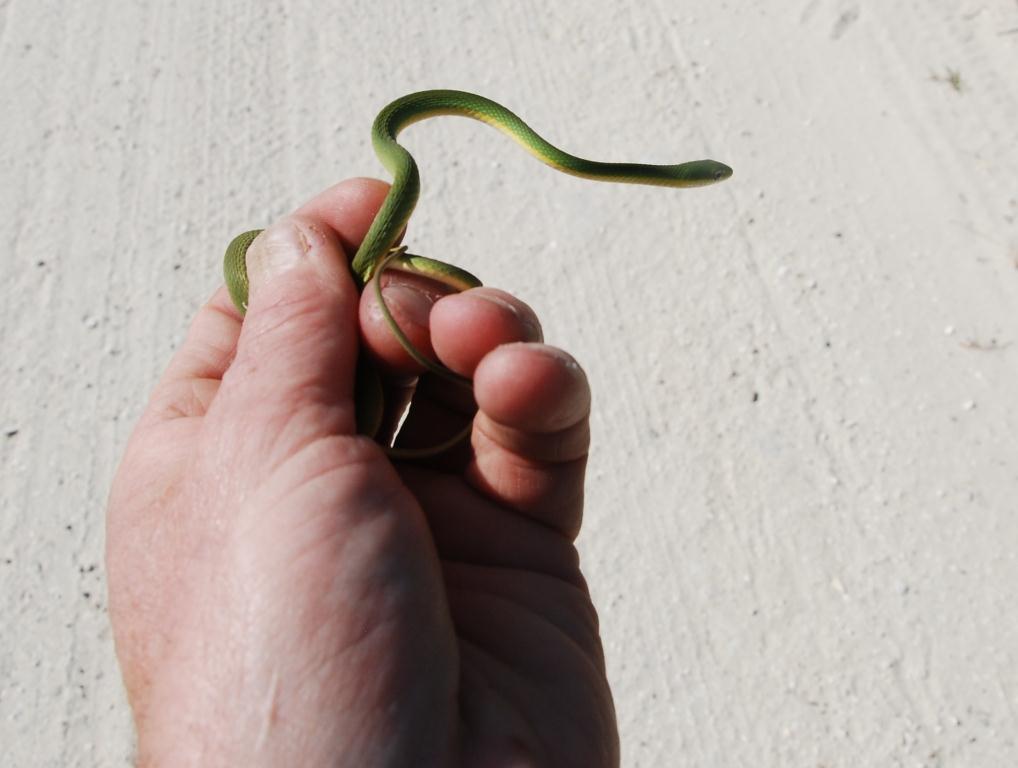 Picture of a green snake.