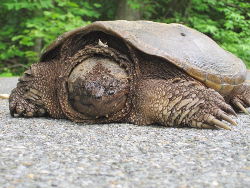 Picture of a large snapping turtle.