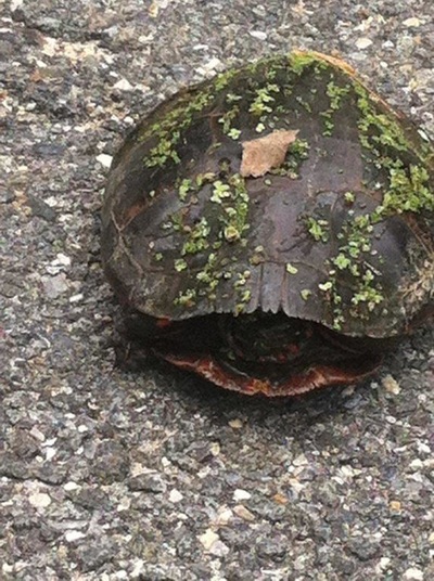 Picture of Turtle.