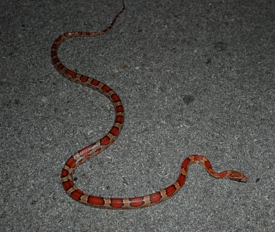 Picture of Corn Snake.